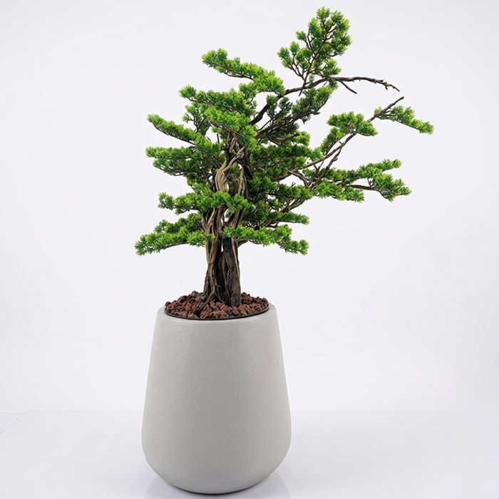 Bonsai