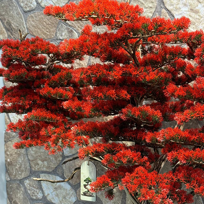 Bonsai - Görsel 5