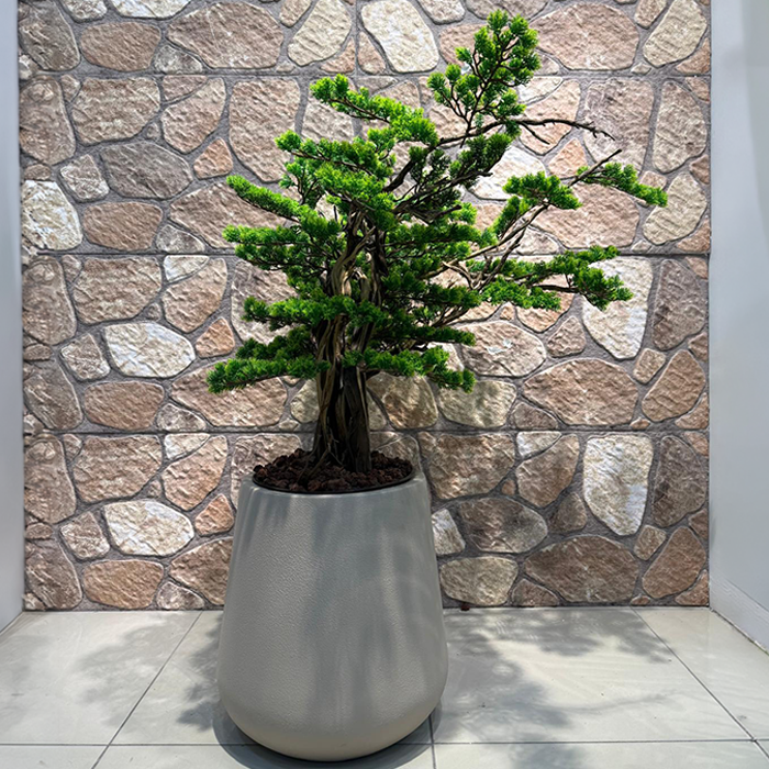 Bonsai - Görsel 7